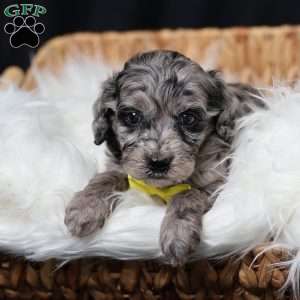 Ringo, Cavapoo Puppy